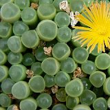 Fenestraria rhopalophylla ssp. aurantiaca ©JLcoll.1675.jpg